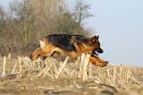BERGER ALLEMAND 916